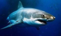 网红博主吃瓜鲨鱼视频