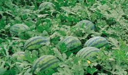 买花吃瓜视频素材大全高清,高清素材大全带你领略视觉盛宴