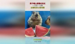 土拔鼠吃瓜视频,揭秘动物界的“美食家”