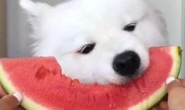 萨摩吃瓜视频素材下载,揭秘网红宠物的趣味瞬间