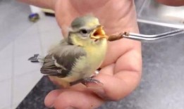 幸福鸟吃瓜事件视频在线观看,网络热议背后的真相揭秘