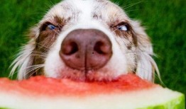 吃瓜狗子被套懵了视频在线观看,萌宠搞笑瞬间，在线观看笑不停