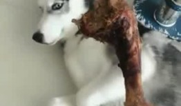 蒲瓜可以给狗狗吃吗视频,狗狗的健康美食探索