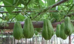 北方人吃佛手瓜视频