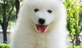 萨摩吃瓜视频素材下载,揭秘网红宠物的趣味瞬间