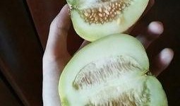 吃哈密瓜甜瓜视频,视频揭秘口感与营养大比拼