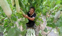 安新县最近的吃瓜视频,揭秘当地生活百态