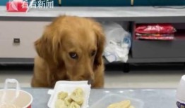 狗狗吃瓜被抓住视频,狗狗偷吃瓜被拍下，萌态百出引网友热议