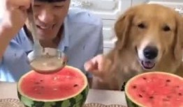 坏瓜能给狗吃嘛视频,营养与安全的双重考量