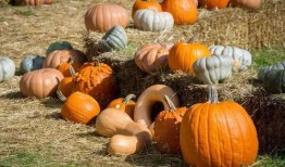 韩城群众吃瓜视频最新,一场全民参与的夏日盛宴