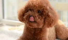 小泰迪吃瓜视频,萌宠美食瞬间，萌态可掬引网友热议