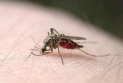 带你吃瓜灭蚊子视频播放,轻松告别夏日烦扰