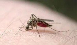 带你吃瓜灭蚊子视频播放,轻松告别夏日烦扰