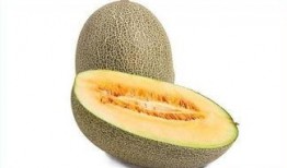 鹅会吃哈密瓜吗视频讲解,揭秘鹅是否会吃哈密瓜