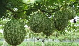 新鲜吊瓜怎么吃才好吃视频,视频教你美味吊瓜的多种吃法