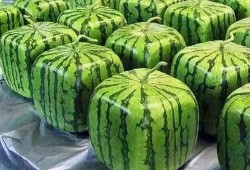 2025年第二大吃瓜视频,揭秘幕后真相与网友热议