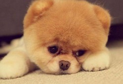 吃瓜吃狗粮的视频大全