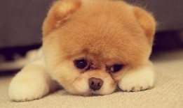 吃瓜吃狗粮的视频大全