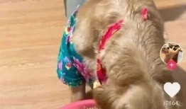 蒲瓜可以给狗狗吃吗视频,狗狗的健康美食探索