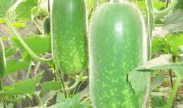 广东小胖吃土瓜视频大全,趣味视频大盘点