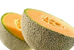 蛇可以吃哈密瓜吗视频讲解,哈密瓜在蛇餐中的地位