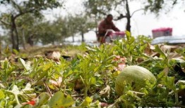 农村吃洋瓜视频播放下载,下载观看热潮席卷乡村