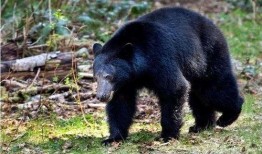 吃瓜黑熊本尊视频大全最新,萌态百出，笑料连连