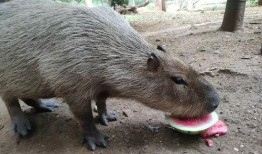 黑猩猩吃瓜视频在线观看