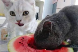 三姐的猫吃瓜视频