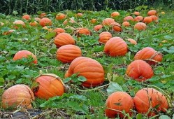 宁波奉化吃瓜事件视频,一场引发热议的街头冲突纪实