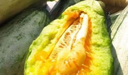 安静地吃瓜的视频,一窥安静吃瓜的悠闲时光