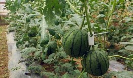 五一爆料最新吃瓜视频,最新视频曝光惊人内幕