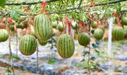 古乡湖吃瓜视频,一场别开生面的乡村盛宴