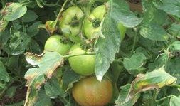 摘杏吃瓜的视频