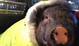 宠物猪吃瓜的视频下载,宠物猪吃瓜视频萌翻网友