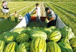 库尔勒吃瓜群视频最新,揭秘瓜农生活背后的感人故事