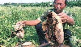 高密最新吃瓜事件新闻视频,最新吃瓜事件视频揭秘，真相令人咋舌