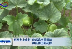 瓜柳种子可以吃吗视频,揭秘可食用之谜