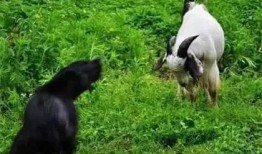 三只羊吃瓜视频在线观看,欢乐无限，在线观看笑翻天