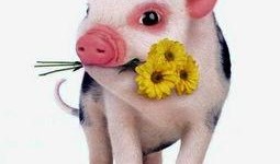 小猪先生直播吃瓜视频,趣味横生美食盛宴