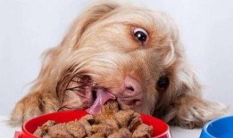 煎饼狗子吃瓜视频大全集,视频全集精彩瞬间回顾