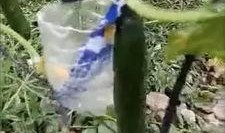 信阳罗山吃瓜事件真相视频,真相视频还原事件始末