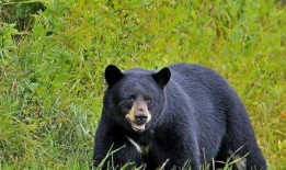 吃瓜黑熊本尊视频大全最新,萌态百出，笑料连连